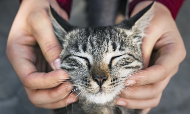 5μελής Επιτροπή για τα αδέσποτα και τα ζώα συντροφιάς