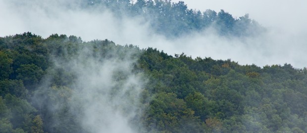 Δασικές Πυρκαγιές