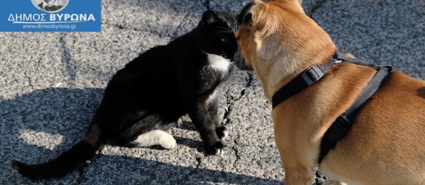 3μελής Ειδική Επιστημονική Επιτροπή για τα αδέσποτα και τα ζώα συντροφιάς