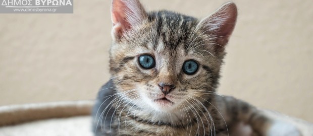 Ευχαριστήρια από την Πανελλήνια Ομάδα Κατά της Κακοποίησης των Ζώων για την δωρεά 150 εμβολίων για γάτες από τον Δήμο Βύρωνα