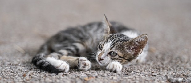 Ευχαριστήρια από το σωματείο Nine Lives Greece-οι Επτάψυχες για την δωρεά 100 εμβολίων για γάτες από τον Δήμο Βύρωνα