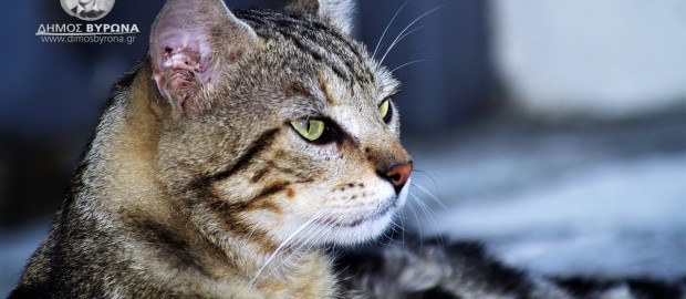 Ευχαριστήρια από την Πανελλαδική Φιλοζωική και Περιβαλλοντική Ομοσπονδία για την δωρεά 150 εμβολίων για γάτες από τον Δήμο Βύρωνα