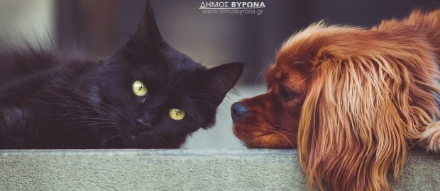 Η σίτιση των αδέσποτων (διερχομένων) ζώων στους κοινόχρηστους χώρους