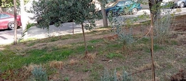 Ενίσχυση του πρασίνου στο Πάρκο Καραολή & Δημητρίου με 150 νέες φυτεύσεις